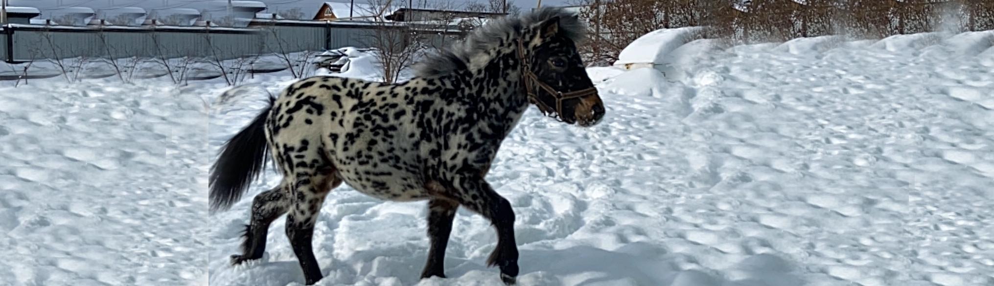 Талибан из Александровой Слободы — РОДОСЛОВНЫЕ НАШИХ СОБАК — Питомник  среднеазиатских овчарок (алабаев), кангалов, кавказских овчарок,  французских бульдогов, чихуахуа «С Северного Урала»