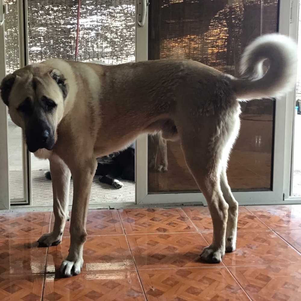 Собака чанга. Кангал собака. Турецкий кангал. Кангал гигант. Турецкий кангал 4 месяца щенок.